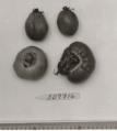 Click for 1 image(s) for this accession. FRUIT